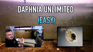 How I Raise Daphnia Water Fleas And You Can Too [upl. by Anallese]