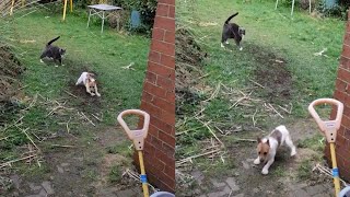 Overconfident Puppy Gets Chased Off By Cat [upl. by Rodrigo]