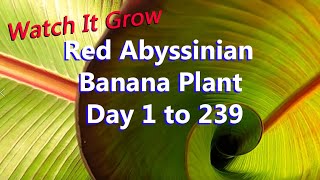 3 Inch to 3 Foot Leaves in 8 Months  Red Abyssinian Banana Plant  Prettiest Banana Ensete Maurelii [upl. by Irrem795]