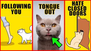 8 Odd Cat Behaviors Explained [upl. by Mossberg774]