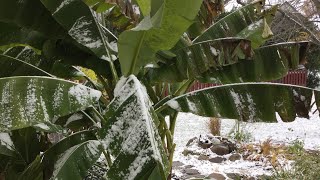 How to Overwinter Banana Plants in the FRIGID NORTH  The Barefooted Gardener [upl. by Ahab309]