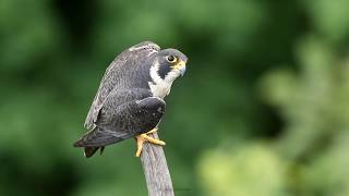 Peregrine Falcon calling  NJ [upl. by Audie578]