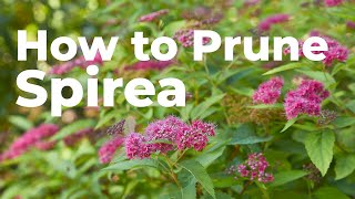 How to Prune Spirea in Early Spring [upl. by Lennaj]