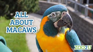 All About Macaws [upl. by Dorelle]