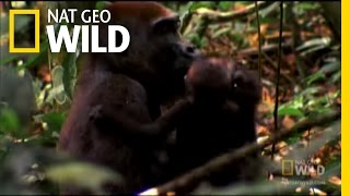 Gorilla Mating  Mystery Gorillas [upl. by Amandi]