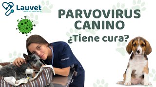 PARVOVIRUS EN PERROS  Síntomas Tratamiento y Prevención  Lauvet [upl. by Gwyneth]