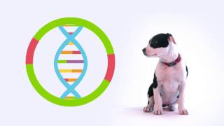 Embark Dog DNA Test  Get to Know Us [upl. by Nosahc788]