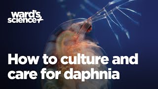 Caring and Culturing for Daphnia [upl. by Yntrok125]