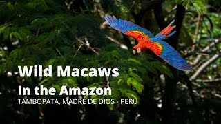 Wild Macaws in the Amazon Jungle Rainforest  Tambopata PERU [upl. by Eidissac7]