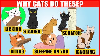 The Meaning Behind 14 Strangest Cat Behaviors  JawDropping Facts about Cats [upl. by Tertia]