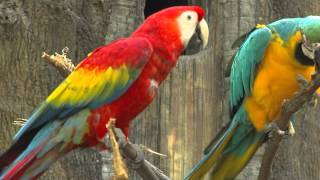 Zoo View Macaws  Cincinnati Zoo [upl. by Joanne210]