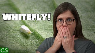 Whitefly Treatment for Plants  How to Control Whiteflies [upl. by Lebatsirhc]