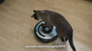 Cat shows HOW TO use iRobot Roomba Vacuum [upl. by Torrell]