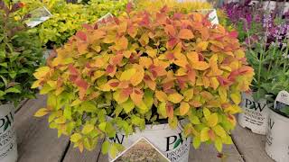 Double Play® Big Bang amp Artisan® Spirea Spiraea  Superb Easy to Grow Colorful Dwarf Shrubs [upl. by Karoline]