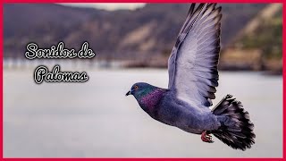 SONIDOS de PALOMAS 1 Hora 🕊️🎶🔊 [upl. by Pinkham]