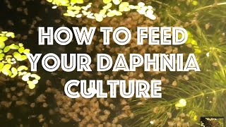 How To Feed Your Daphnia Culture [upl. by Eniksre]