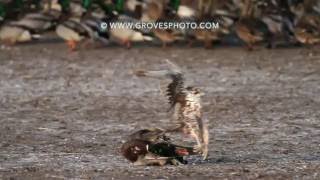 Prairie Falcon takes out a drake mallard [upl. by Mayram]