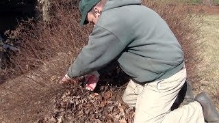 Renewal Pruning Spirea  Taming the Monster [upl. by Gilbye]