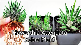 Haworthia Attenuata Zebra Plant Propagation  Subtitles Available [upl. by Cirala227]