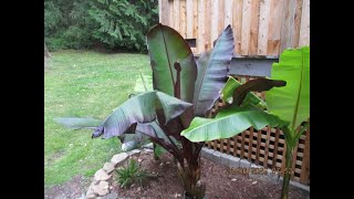 Red Abyssinian Banana in a Northern garden [upl. by Eidoow]