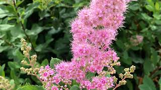 Meet a Plant Monday Douglas Spirea [upl. by Dexter]