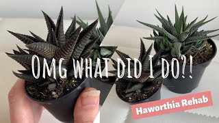 What did I do to my Haworthia Explanation and revival plant care video [upl. by Eeliram]