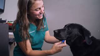 Steps For Testing Dogs InClinic  Overview of Embark for Vets [upl. by Gault]