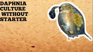 HOW TO CULTURE DAPHNIA NATURALLY WITHOUT A STARTER [upl. by Kcaz]