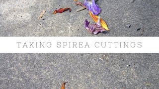 How to take Spirea cuttings [upl. by Yendis831]