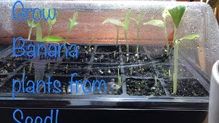 How to Start Banana Plants From Seed [upl. by Ahsela805]