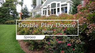 30 Seconds with Double Play Doozie® Spirea [upl. by Retlaw]