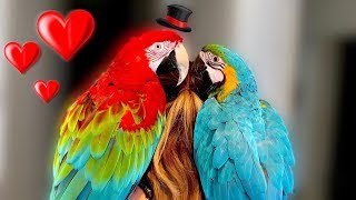 Does Mia Find Love  Birdsitting Iago The Macaw [upl. by Nnayrrehs350]