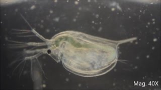 Daphnia magna under the Microscope [upl. by Ardekahs]