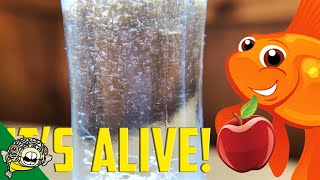 How to culture Vinegar Eels The EASY Way Live Fish Food [upl. by Darell]