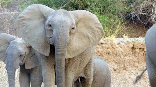 The Smallest Elephant on Earth  Wild Indonesia [upl. by Atiuqet]