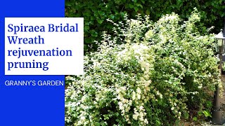 SPIRAEA BRIDAL WREATH REJUVENATION PRUNING [upl. by Ydnerb757]