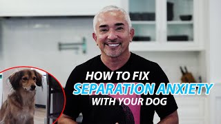 Explaining How To Fix Separation Anxiety With Your Dog [upl. by Lecirg]