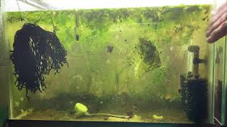 Scuds Daphnia Cherry Shrimp Copepods My aquatic food culture [upl. by Jacoba]