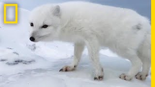 A Friendly Arctic Fox Greets Explorers  National Geographic [upl. by Ohare]