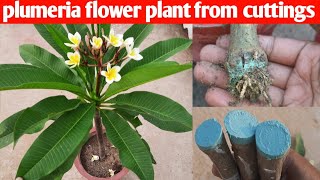 how to grow plumeria flower plant from cuttings [upl. by Cost142]