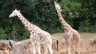 How Giraffes Mate and Why It Matters [upl. by Levitan]