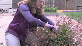 How to Prune an Anthony Waterer Spirea Shrub with Dieback [upl. by Lihas]