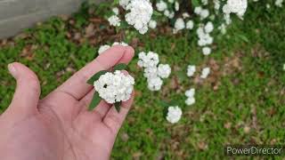 Double Bridal Wreath SpireaReeves SpireaSpiraea cantoniensis [upl. by Icnan]