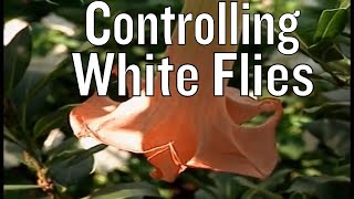 Controlling White Flies in Garden [upl. by Saddler396]