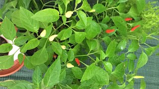 KANTHARI MULAKU കാന്താരിമുളക്കൃഷി Bird’s Eye Chili Thai Pepper How To Grow Chillies in Containers [upl. by Flemming67]