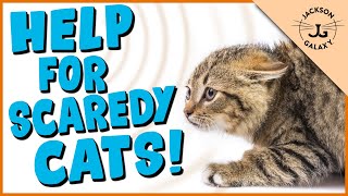 How to Help Your Scared Cat [upl. by Rue379]