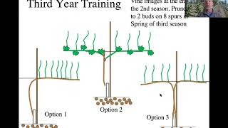 Early Training of Vines [upl. by Kanter]