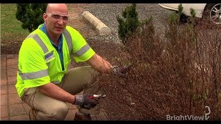 How do I prune a spirea bush  Ask BrightView [upl. by Isaacson155]