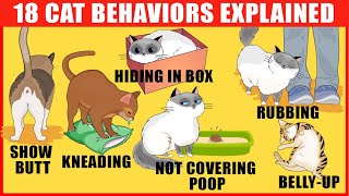 18 Strangest Cat Behaviors Explained [upl. by Naibaf429]