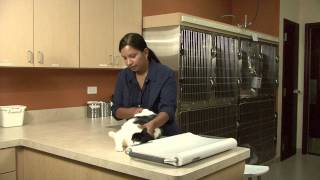 Cat Behavior 101 [upl. by Irmo]